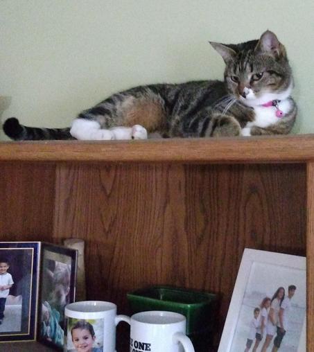 A sweet tabby cat with white markings, named Pax, is lying with her head up on top of a wooden bookcase.  She is gazing at something down below her.  The shelf beneath her displays framed photos and other memorabilia.