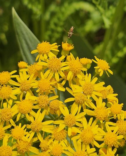 over a dozen small golden flowers in a clump. Each has a center button and many slender petals arising from underneath that button of the same color. There is blurry green background of ferns and iris leaves. Above the flower clump is the back of a small flying insect "dive-bombing" the uppermost flower. The yellow and black pattern can be easily seen, and the wings are in a blur.