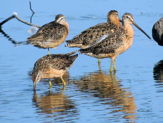 One Long-billed Dowitcher tucks into a wing. The second looks away. A third probes the water while the forth looks forward. The water is a reflective blue.