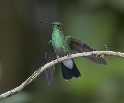 A tall shiny green hummingbird sits with "angel wings" displaying on a perch at a slight tilt to show not just teeny tiny hummingbird feet but the triangle of snow white vent feathers neatly marked off by the black underside of the tail. This is the White-vented Plumeleteer. Canopy Tower, Panama. April 2025. Photo by PEachfront.