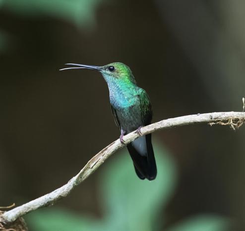A bad attitude green hummingbird sits on a bare beige vine. Birb's beak is partly open beak showing a thrust-out tongue. The underside of the bird includes a white vent contrasted with a dark undertail. The forest background is blurred out shades of green. Canopy Tower, Panama. April 2025. Photo by Peachfront. The name of the hummingbird will be revealed in an update after everyone who wants to has a chance to guess.