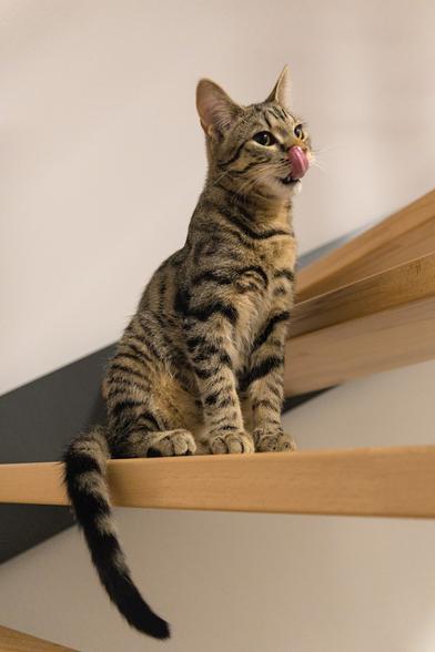 A photo of Ernie, a tabby cat, sitting on a step of a staircase, captured in full on mlem (licking his chops and nose). He has his little fluffy paws placed neatly while sitting (as he usually does), his tails hangs lazily over the side of the step, and he is looking at something to the right of the frame. His head is drawn back somewhat, like he is mildly surprised (or was just surprised, judging by the slight amount of motion blur on his face).