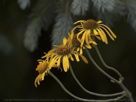 Four orange, daisy-like, flower heads with droopy petals extend from the bottom right into a dark space with spruce branches barely visible behind.
©BosqueBill.com