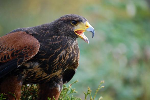 A Harris hawk's cackle call cuts into the morning air.