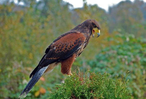 A Harris hawk cries out from the top of a cedar tree. Green foliage in the background.