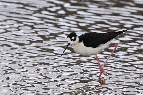 A long legged bird in dappled water. One of their pink legs up as if walking while they're looking for something to eat. Or maybe dancing. They have a long black beak, white belly, black wings, a white neck and face, black eyes and beak, and white eyeshadow pointing up.