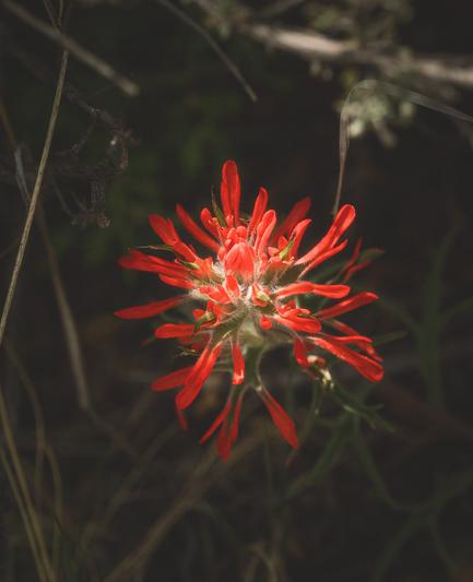 A vibrant red wildflower blooms brightly against a dark, blurred background, showcasing its delicate petals and natural beauty.
