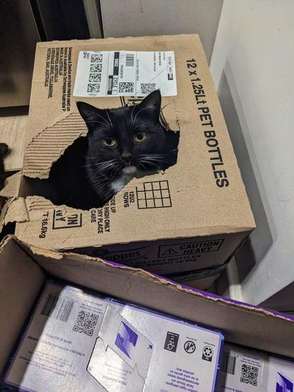 Miss Mimi, a black and white tuxedo cat, in a cardboard box