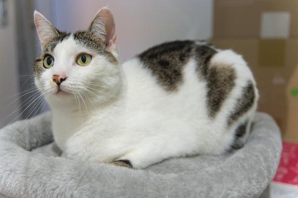 A photo of One, a grey and white cat, relaxedly loafing (lying with front paws tucked in) on a cat bed, looking curiously somewhere to the camera left. The focus is clearly on his head and face, also showing off his whiskers quite nicely.