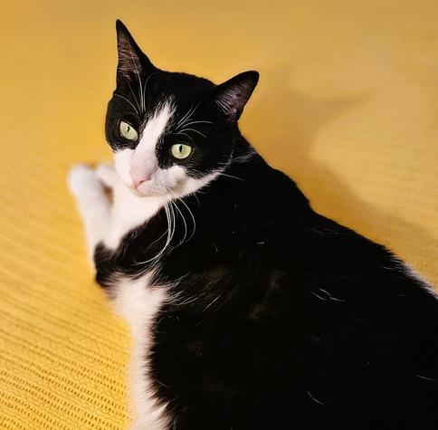 Tuxedo cat laying on knit yellow blanket