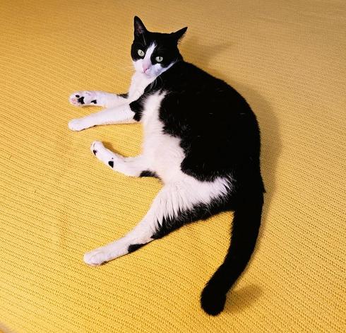 Tuxedo cat laying on knit yellow blanket