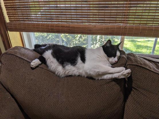 A tuxedo cat laying on his side on the back of a brown couch, with his paws stretched out over the edge.