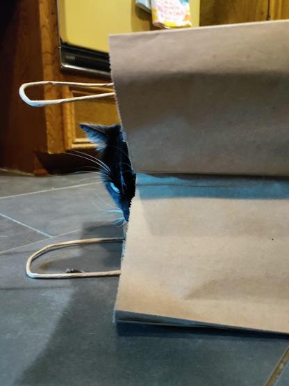 Handsome tuxedo cat, Mr Penguin, peeking out of a paper grocery bag that's lying on the kitchen floor. Penguins stealthy peeking implies mischief and mayhem could ensue.