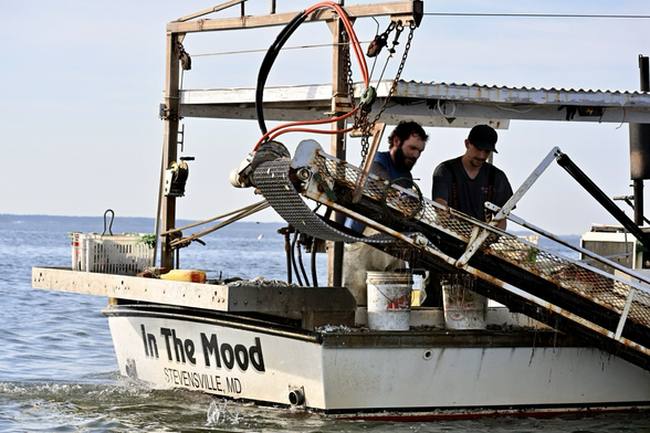 Two men harvesting clams off a conveyor belt on a workboat called In the Mood.