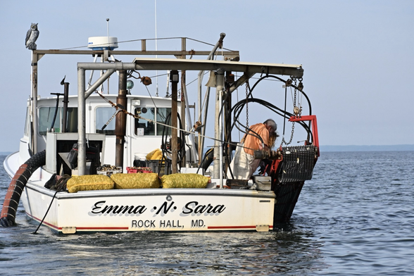 The Emma N Sara workboat harvesting clams. Their harvest is in bags on the back of the boat.