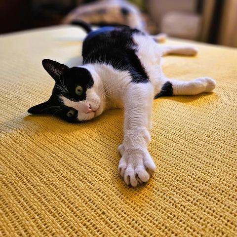 Tuxedo cat laying on his side on a knit yellow blanket, with one long arm outstretched.
