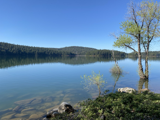 Calm mountain lake surrounded by low hills of pine, on the right a tree growing up out of the water