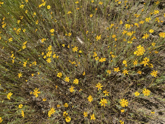 Overhead view of small yellow wildflowers