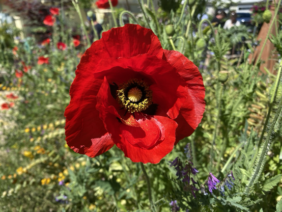 Close up of a big red California poppy with a dusting of yellow pollen on its inner petals
