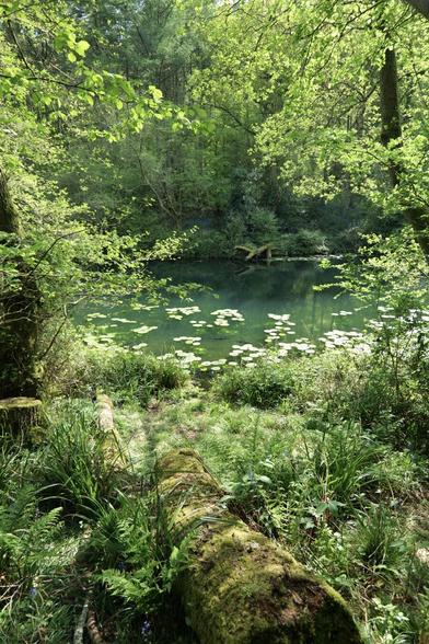 A moss and fern-covered fallen tree points the way down to a clear woodland lake, framed by spring green trees.  A trio of trout languish beneath the lily pads in the sunlight. The last of the spring bluebells are scattered around.