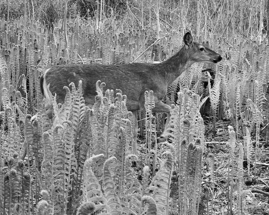 Black and white photograph of a whitetail deer walking through a large collection of tall ferns.