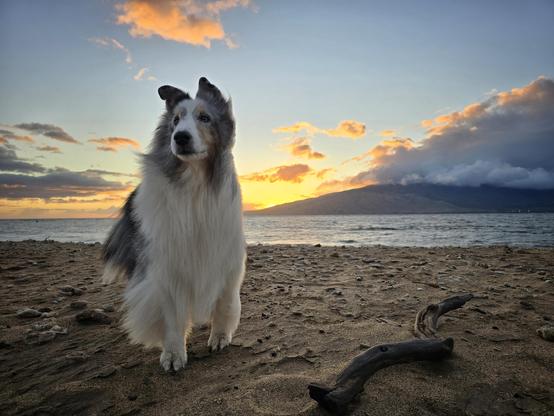 A dog stands in the foreground with the wind blowing through his hair. In the background is a mountain and the ocean at sunset.