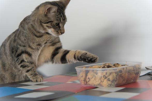 A photo of Mini, a tabby cat, front paws on a table, hind paws on a chair, currently reaching his left paw towards a box of cookies right in front of him, very focused on this.
No, he did not get cookies (because they probably would not have been good for him).