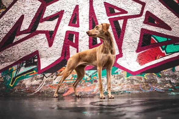 Ein blonder Hund steht in der Halfpipe eines Skateparks, im Hintergrund der Schriftzug eines großen Graffiti in pink und silber. Der Hund ist seitlich leicht von unten fotografiert und schaut zur Seite.