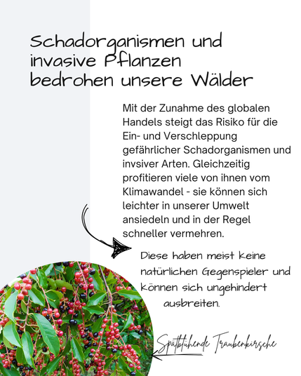 Neben einem Bild einer Spätblühenden Traumenkirsche mit roten Früchten steht: 

Schadorganismen und invasive Pflanzen bedrohen unsere Wälder

Mit der Zunahme des globalen Handels steigt das Risiko für die Ein- und Verschleppung gefährlicher Schadorganismen und invsiver Arten. Gleichzeitig profitieren viele von ihnen vom Klimawandel - sie können sich leichter in unserer Umwelt ansiedeln und in der Regel schneller vermehren.

Diese haben meist keine natürlichen Gegenspieler und 
können sich ungehindert
    ausbreiten.