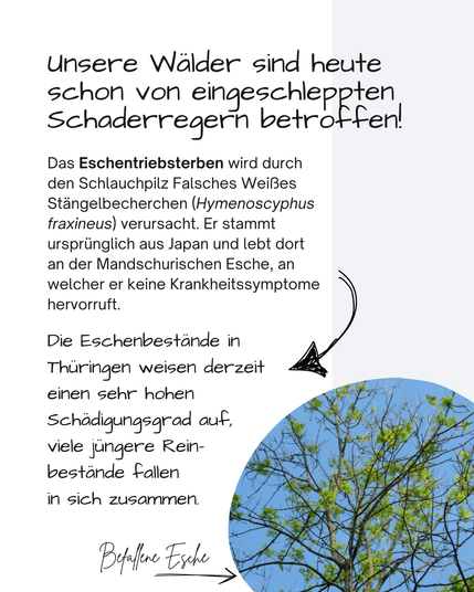 Neben dem Bild einer Esche, welche abgestorbene Kronenteile zeigt, steht: 

Unsere Wälder sind heute schon von eingeschleppten Schaderregern betroffen!
Das Eschentriebsterben wird durch den Schlauchpilz Falsches Weißes Stängelbecherchen (Hymenoscyphus fraxineus) verursacht. Er stammt ursprünglich aus Japan und lebt dort  an der Mandschurischen Esche, an welcher er keine Krankheitssymptome hervorruft.
Die Eschenbestände in Thüringen weisen derzeit einen sehr hohen Schädigungsgrad auf, 
viele jüngere Rein-
bestände fallen 
in sich zusammen.