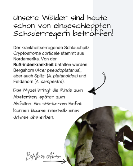 DAs Bild zeigt einen Ahornstamm, bei welchem sich die Rinde in großen Fetzen ablöst. Darunter ist der Stamm schwarz. 
Dazu steht folgender Text:
Unsere Wälder sind heute schon von eingeschleppten Schaderregern betroffen!
Der krankheitserregende Schlauchpilz Cryptostroma corticale stammt aus Nordamerika. Von der Rußrindenkrankheit befallen werden Bergahorn (Acer pseudoplatanus), aber auch Spitz- (A. platanoides) und Feldahorn (A. campestre).
Das Myzel bringt die Rinde zum Absterben, später zum
Abfallen. Bei stärkerem Befall können Bäume innerhalb eines Jahres absterben.