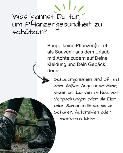 Das Bild zeigt Füße, die in Leggins, Socken und Wanderschuhen stecken. Die PErson läuft über Erde, im Hintergrund diffuse Vegetation. 

Darüber steht: 
Was kannst Du tun, 
um Pflanzengesundheit zu schützen?
Bringe keine Pflanzen(teile) als Souvenir aus dem Urlaub mit! Achte zudem auf Deine Kleidung und Dein Gepäck, denn:
Schadorganismen sind oft mit dem bloßen Auge unsichtbar, sitzen als Larven im Holz von Verpackungen oder als Eier oder Samen in Erde, die an Schuhen, Autoreifen oder 
   Werkzeug klebt.