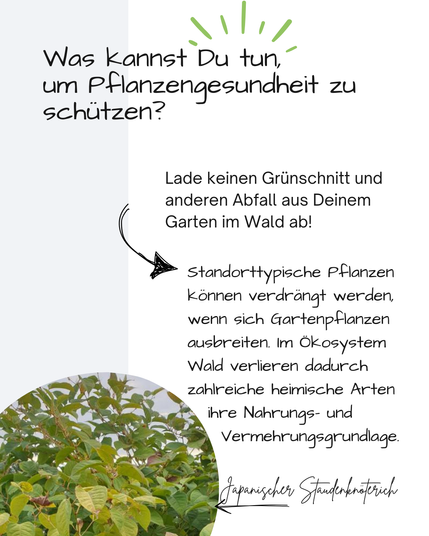 Das Bild zeigt einen Bestand des Japanischen Staudenknöterichs. 
Darüber steht:
Was kannst Du tun, 
um Pflanzengesundheit zu schützen?
Lade keinen Grünschnitt und anderen Abfall aus Deinem Garten im Wald ab!

Standorttypische Pflanzen können verdrängt werden, wenn sich Gartenpflanzen ausbreiten. Im Ökosystem Wald verlieren dadurch zahlreiche heimische Arten
   ihre Nahrungs- und
     Vermehrungsgrundlage.
