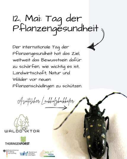 Das Bild zeigt einen Asiatischen Laubholzbockkäfer. Daneben sind die Logos des Projekts "Der Walddoktor", des ThüringenForst, des Bundesministeriums für Bildung und Forschung, der Initiative wir! Wandel durch Innovation in der Region und von Holzregio21. 

Darüber steht der Text:

12. Mai: Tag der Pflanzengesundheit
Der Internationale Tag der Pflanzengesundheit hat das Ziel, weltweit das Bewusstsein dafür zu schärfen, wie wichtig es ist, Landwirtschaft, Natur und Wälder vor neuen Pflanzenschädlingen zu schützen.