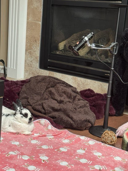 Bunny sits with eyes closed under a ceramic heater