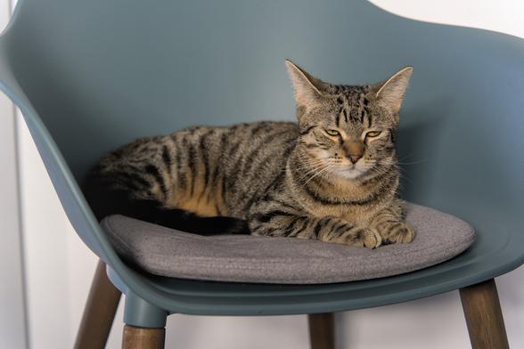 A photo of Ernie, a tabby cat, lying on a cushioned chair, tail wrapped around himself, eyes half closed, looking very non happy with the current situation, or maybe tired. Definite monday mood.