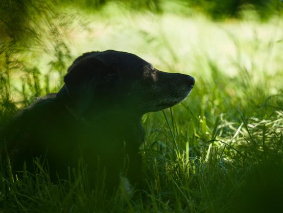 Portrait of a black dog resting in the grasses.