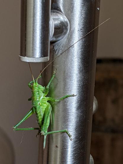 Green grasshopper on a steel floor lamp with touch dimmers