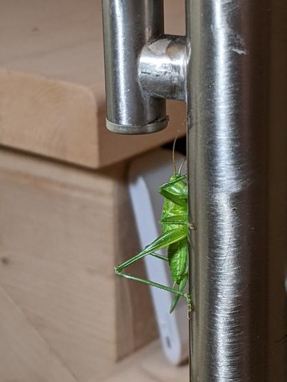 Green grasshopper on a steel floor lamp with touch dimmers