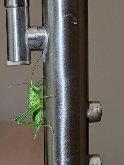 Green grasshopper on a steel floor lamp with touch dimmers