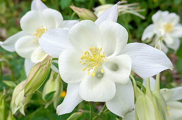 Gros plan sur une fleur blanche d'Ancolie commune de Coville