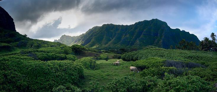 A wide landscape featuring lush green hills with scattered small bushes and trees in the foreground. In the distance, there is a range of steep, green mountains under a cloudy sky. A few cows graze on the grass, adding life to the peaceful scene.