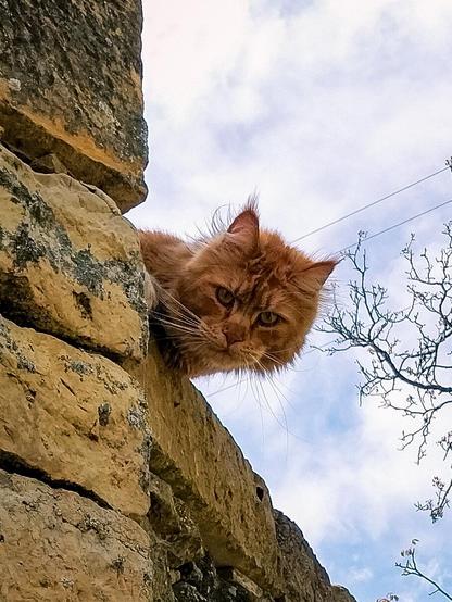 ALT

Gato asomado a un muro