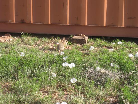 A cotton tail baby rabbit. He is brownish gray with tall ears and a white tail that looks like a cotton ball. The rabbit is facing toward the storage container that is brownish rust color. He is sitting on green weeds and is surrounded by white evening primrose flowers.