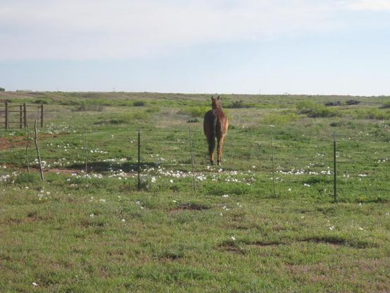 My brown horse Rio has a black tail. He is looking straight ahead. He is standing in the pasture that is green with a blue sky and white clouds. The barb wire fence is behind him; it has two green metal pos and one stick post.