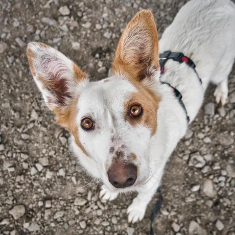 The picture shows a dog with a predominantly white coat with brown patches, mainly around the eyes, ears and on the sides of the head. Its ears are large, triangular and erect. The dog's eyes are amber in color, round and shiny, and he looks directly upwards at the camera, giving him an alert and curious expression. The dog is wearing a black harness with red plastic buckles.