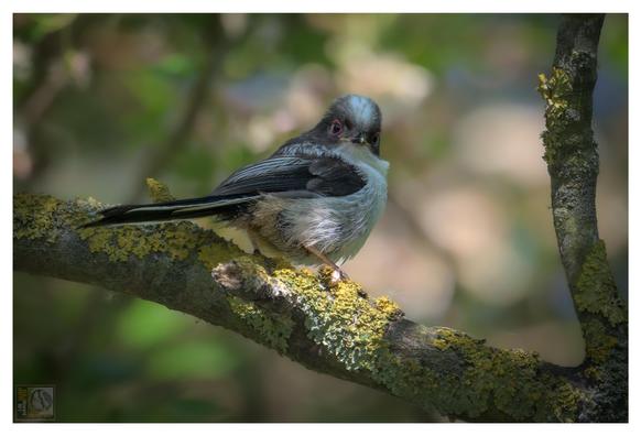 A small bird with a long tail perched on a branch covered in yellow-green lichen. The bird has a white head with dark markings around the eyes, a grey back, and white underparts. The background is blurred, with hints of green and brown foliage.