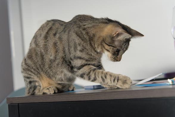 A photo of Ernie, a tabby cat, sitting on a table (he is technically not allowed on), currently engrossed by a piece of wrapping paper, which he is cautiously pawing at with his front right paw.