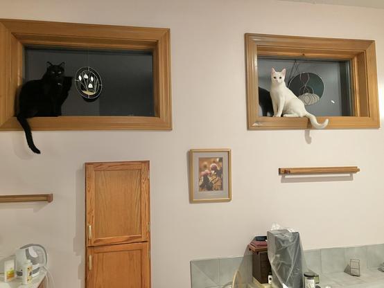 ALT

Gatos en ventana