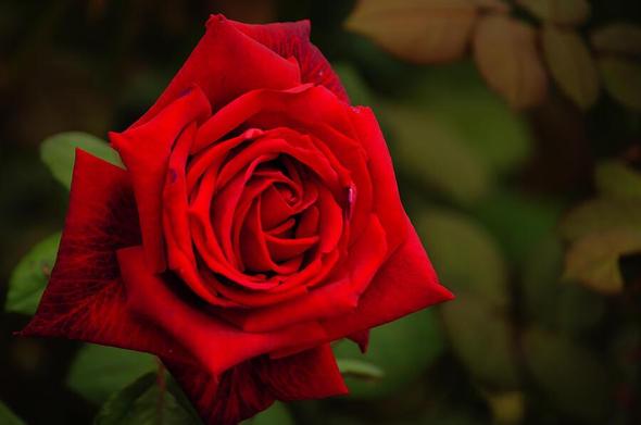 A vibrant red rose is in full bloom, displaying its layered petals against a blurred background of greenery. The deep, rich color of the rose contrasts beautifully with the soft, muted tones of the surrounding leaves. Photography by Debra Martz
